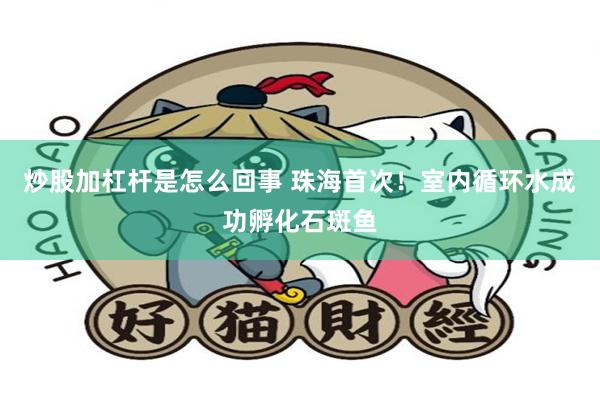 炒股加杠杆是怎么回事 珠海首次！室内循环水成功孵化石斑鱼