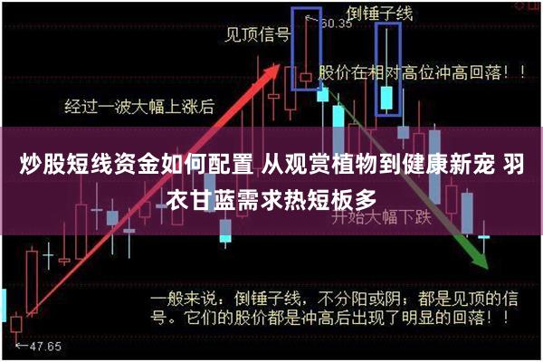 炒股短线资金如何配置 从观赏植物到健康新宠 羽衣甘蓝需求热短板多